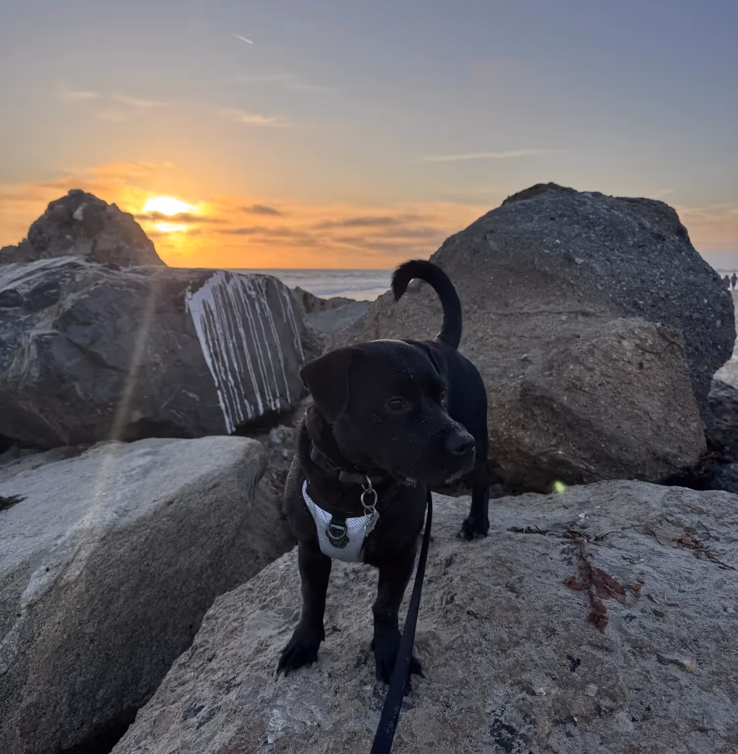 Benito, a black dog, on rocks at sunset