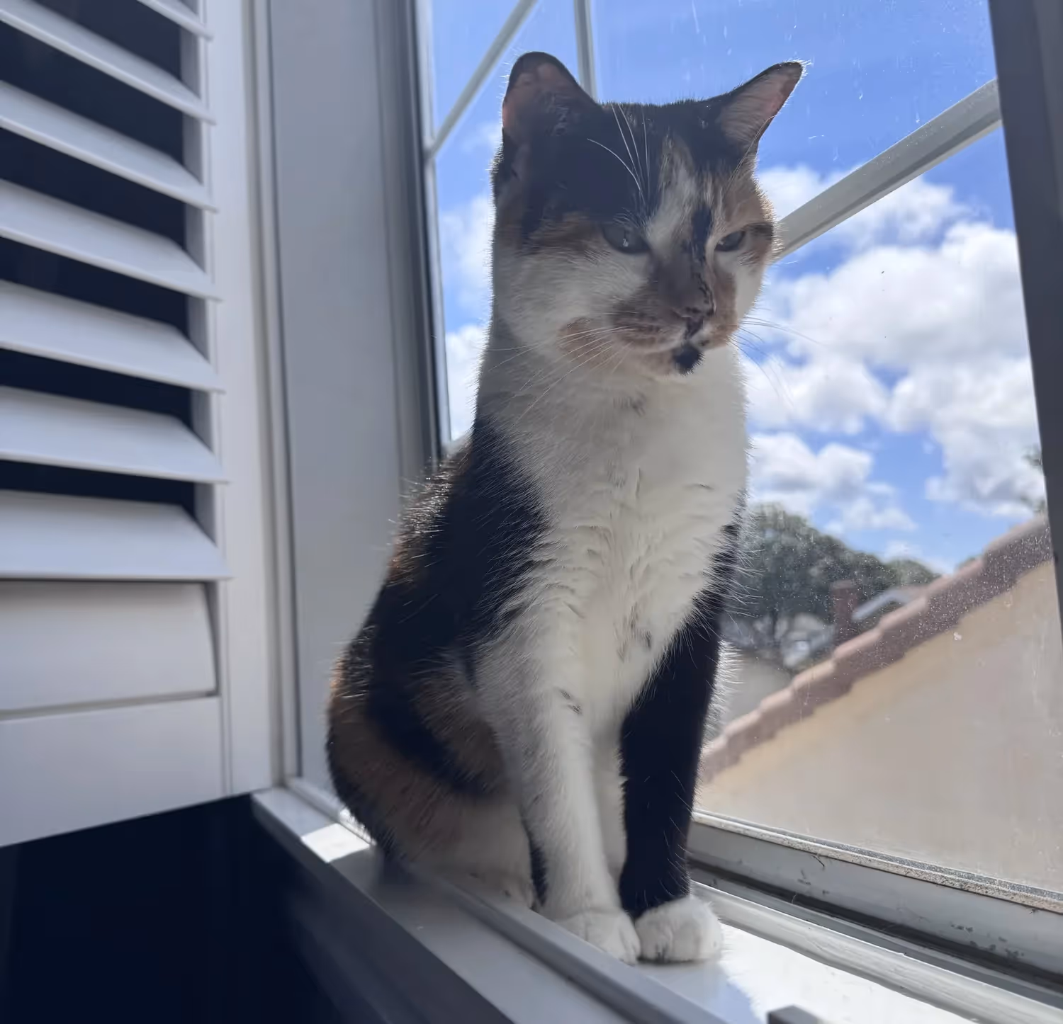 Harley Quinn, a grey and white cat, sitting in a window