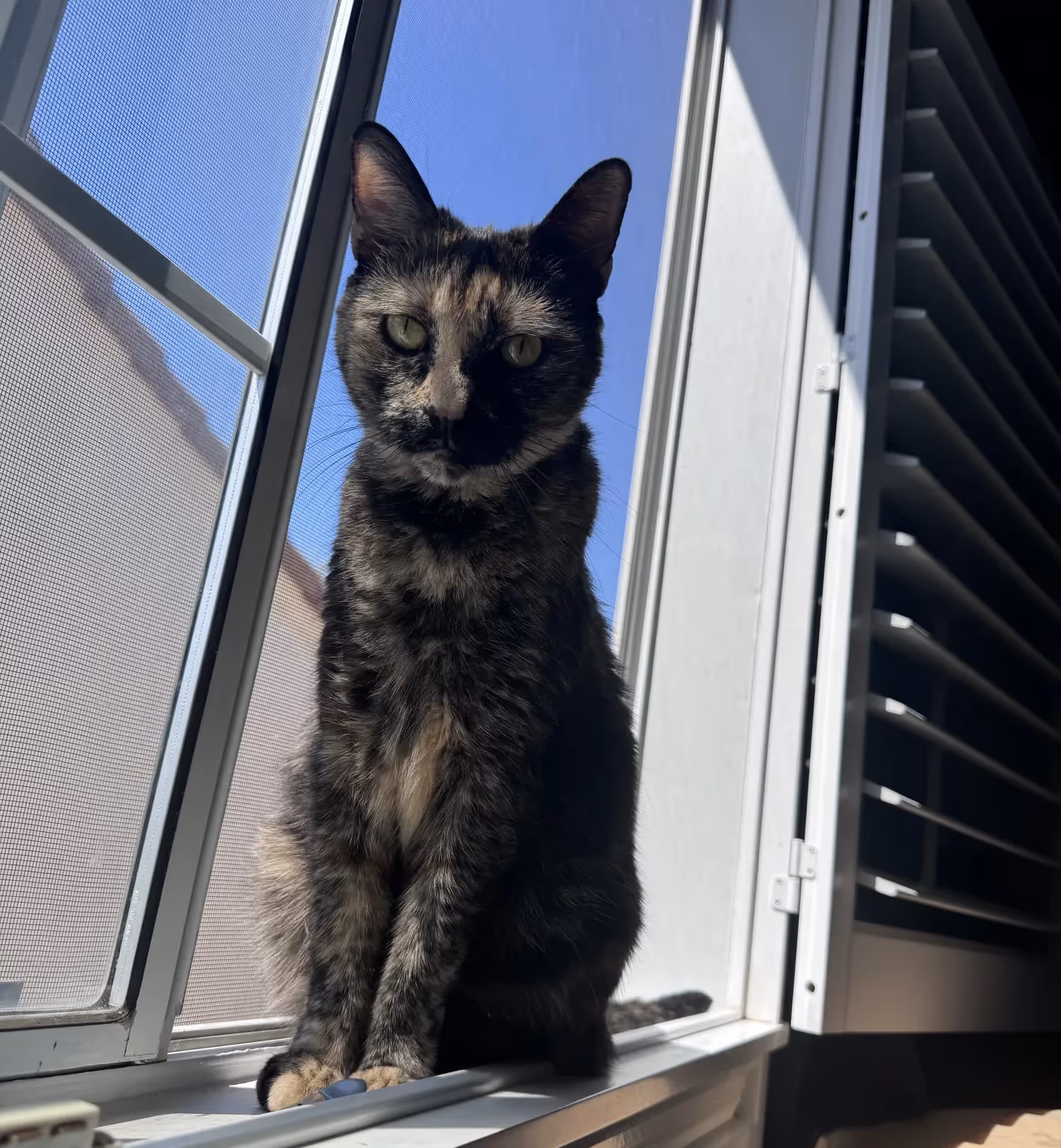 Ms. Shade, a black cat, sitting in a window